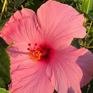 Meet your Posher, Penelope